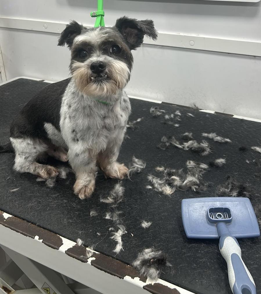 Beagle after haircut