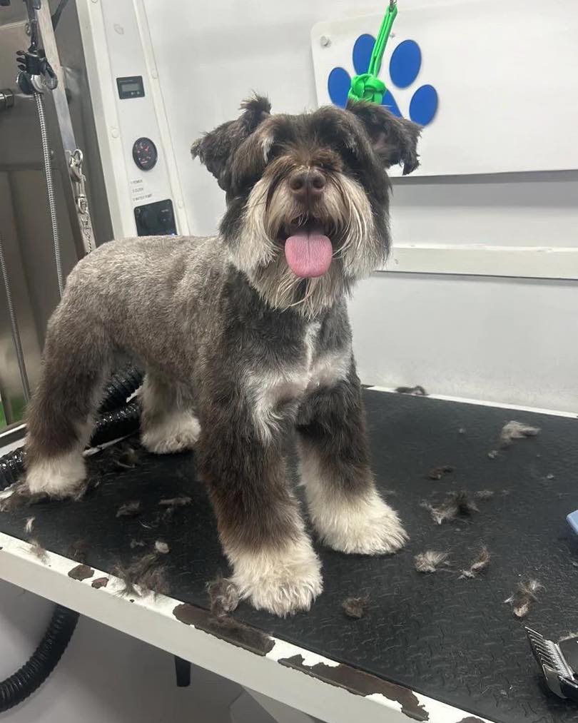 Beagle after haircut