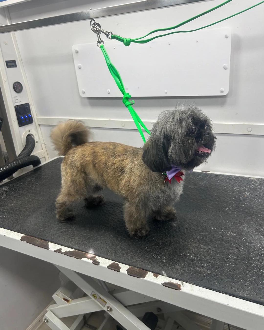 Beagle after haircut