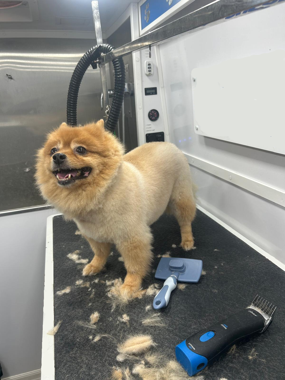 Poodle after bath