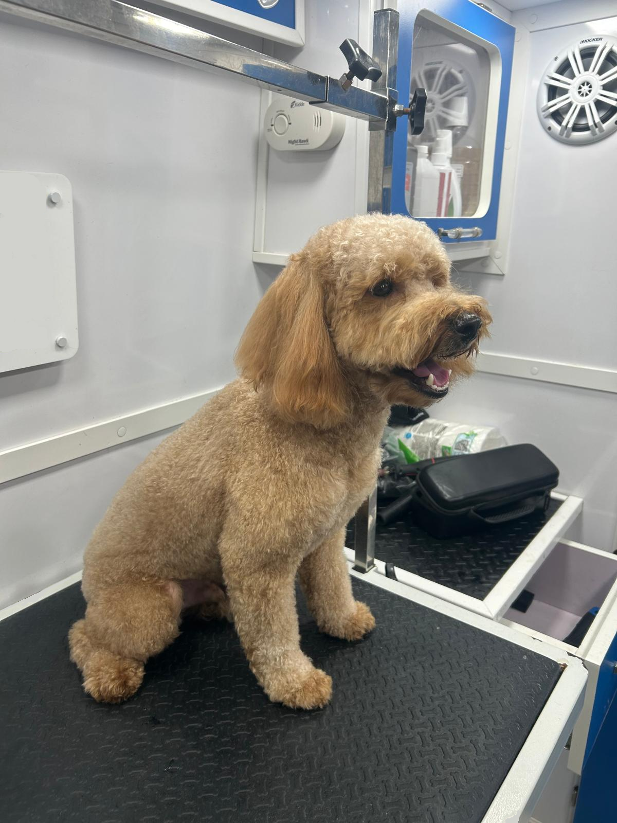 Shih Tzu after grooming