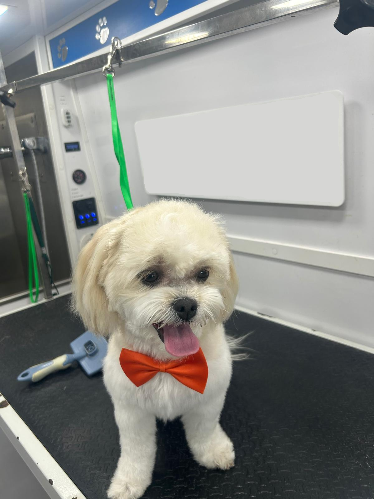 Beagle after haircut