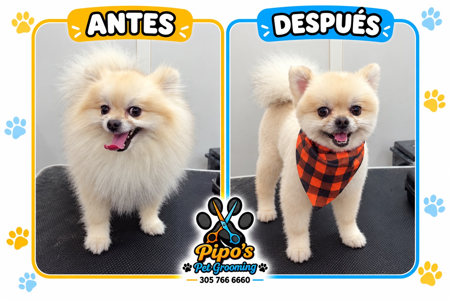 Pomeranian before and after grooming