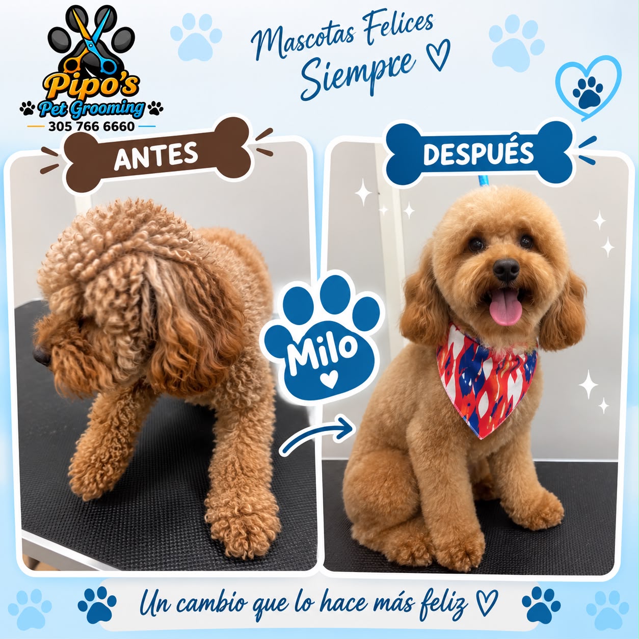 Milo the poodle before and after grooming