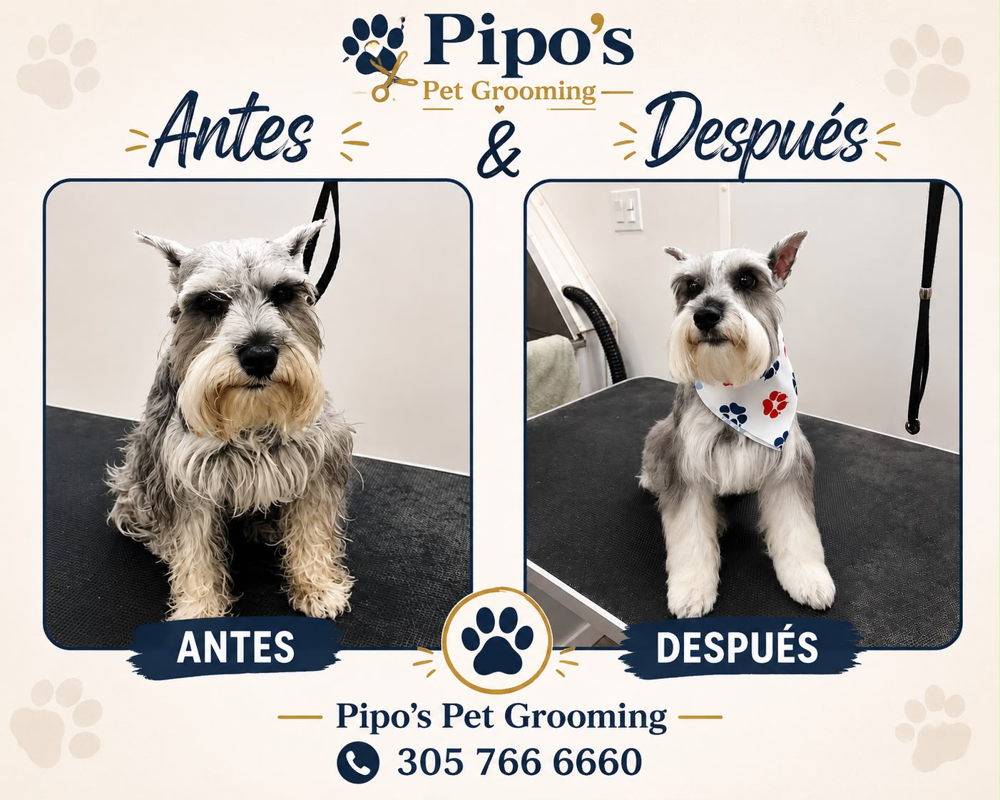 Schnauzer before and after grooming