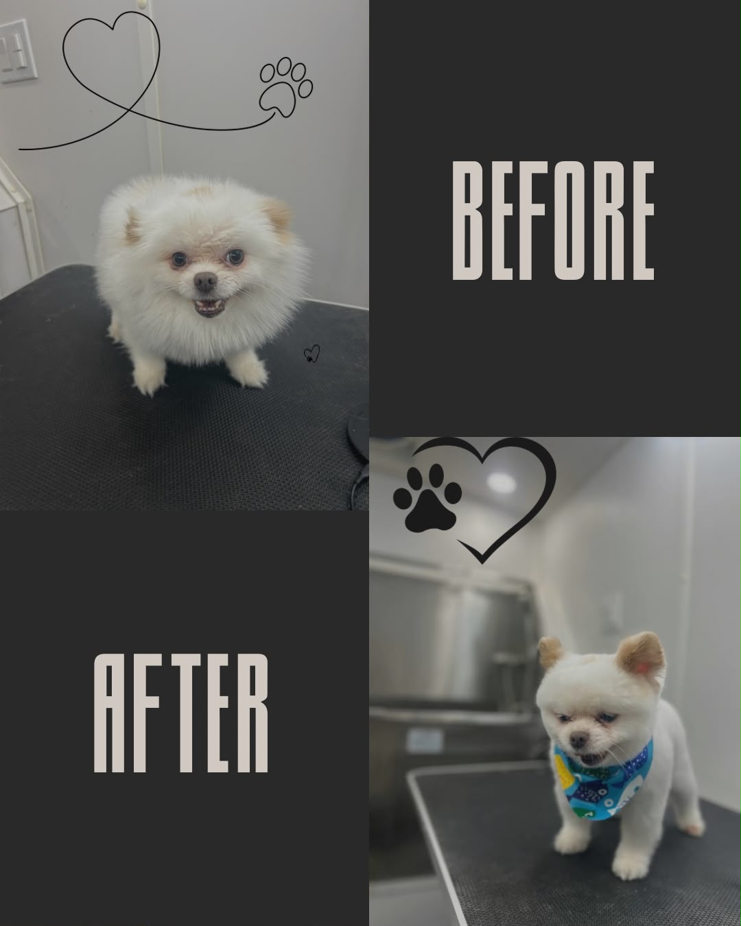 White Pomeranian before and after grooming