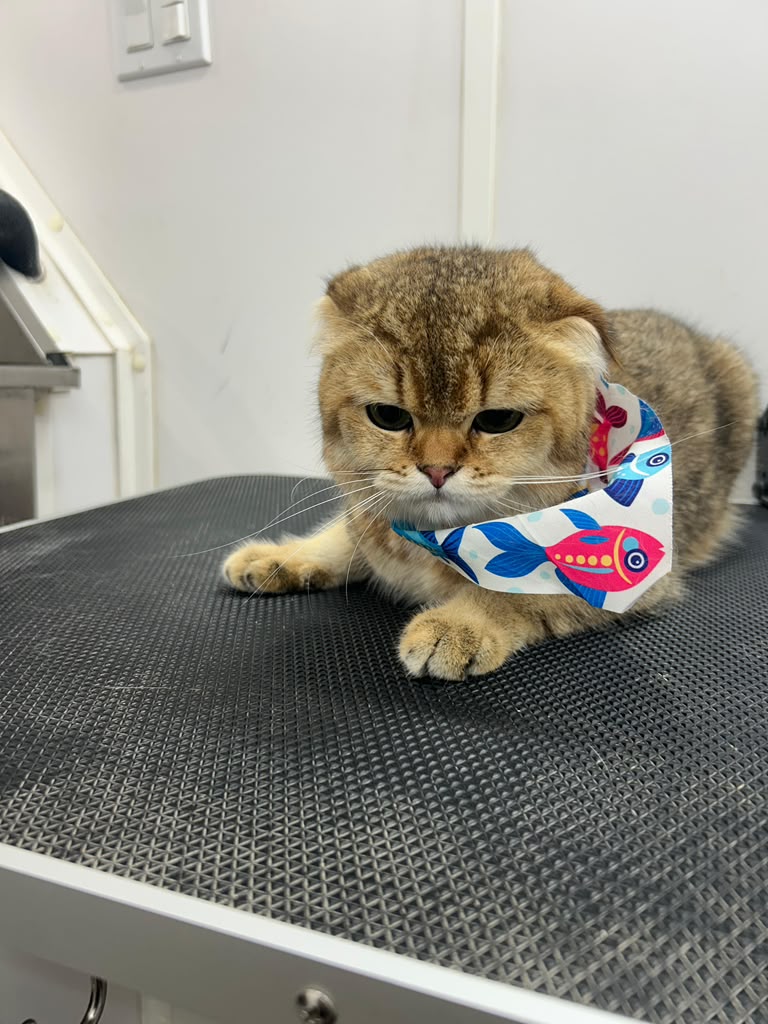 Scottish Fold cat with fish bandana