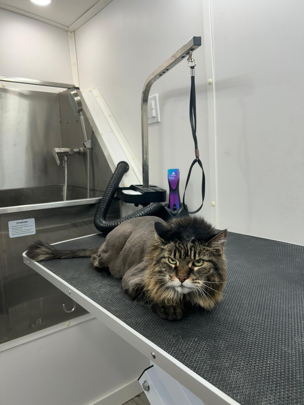 Maine Coon cat with lion cut