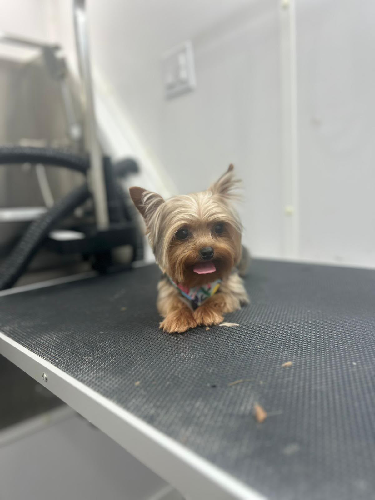 Yorkshire Terrier on grooming table