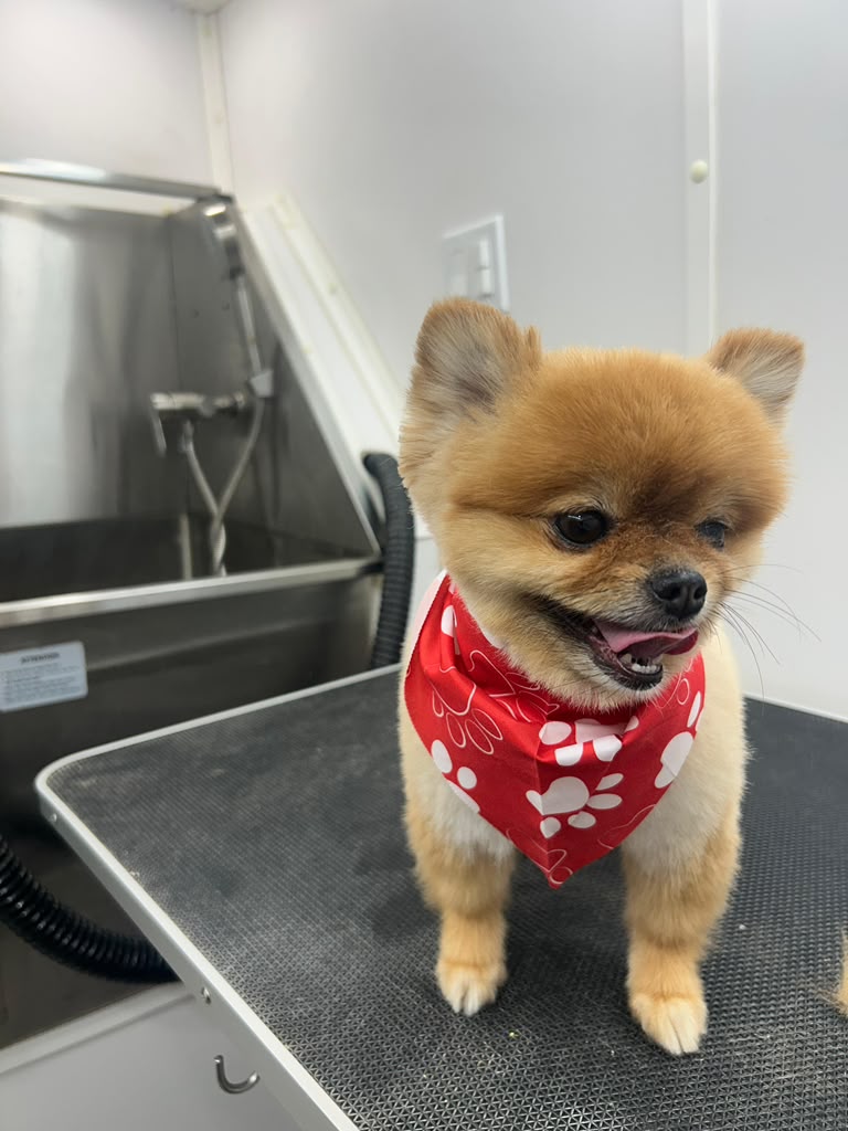 Pomeranian with red bandana after grooming