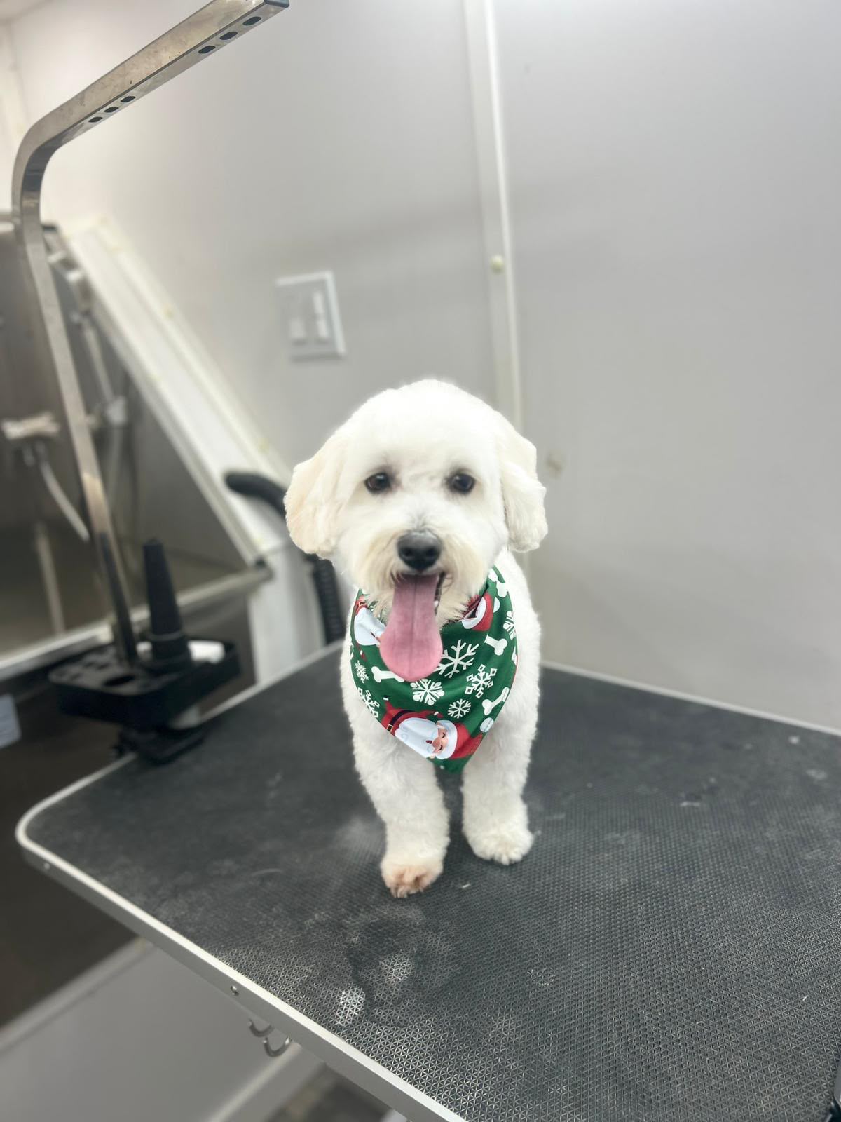 White poodle with holiday bandana