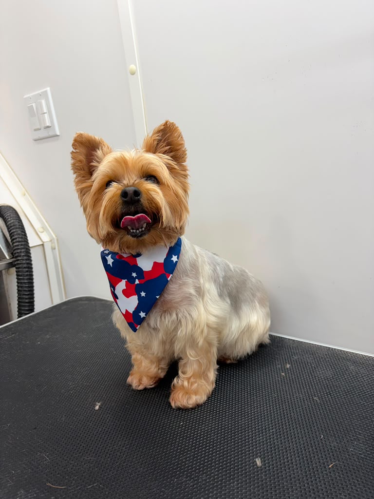 Yorkshire Terrier with stars bandana