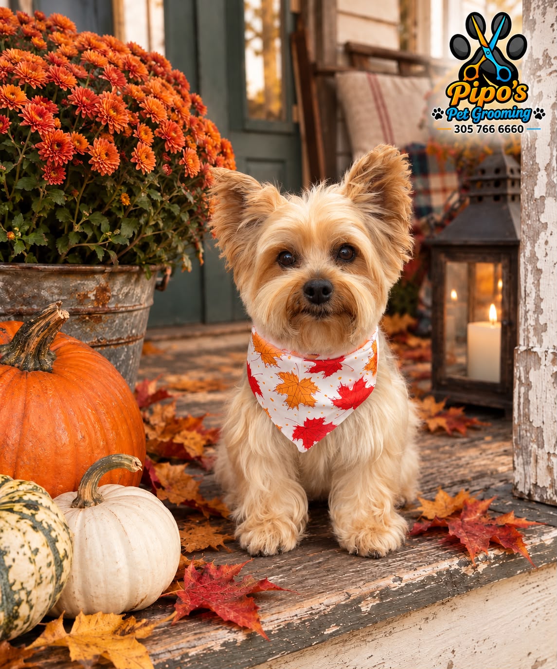 Yorkie with autumn leaves bandana