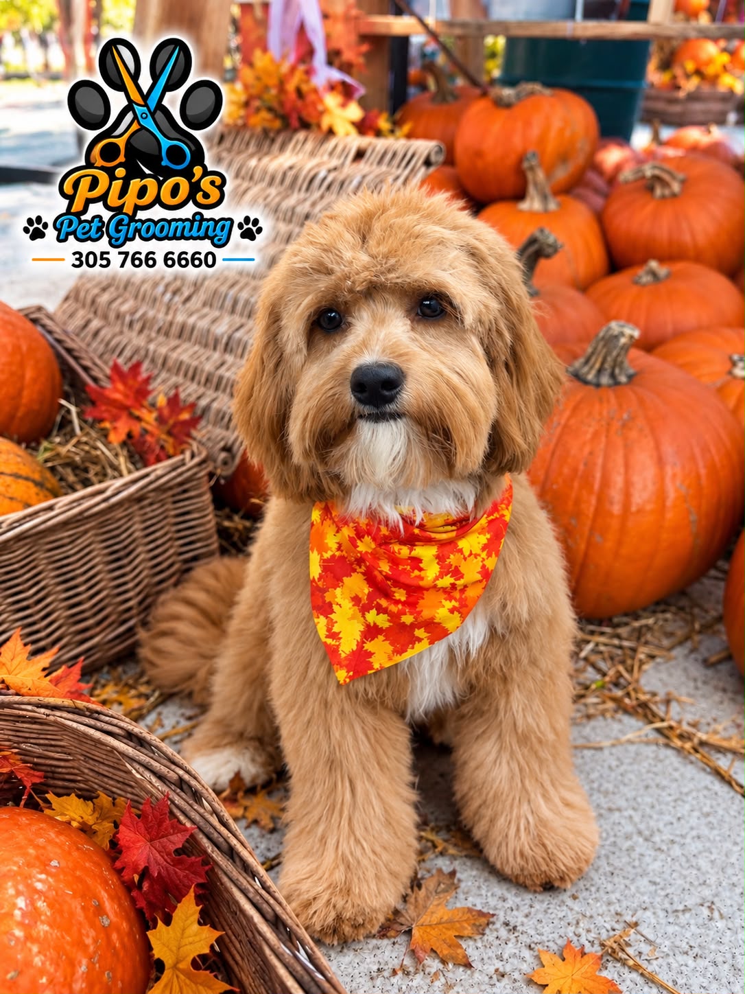 Goldendoodle with autumn bandana among pumpkins